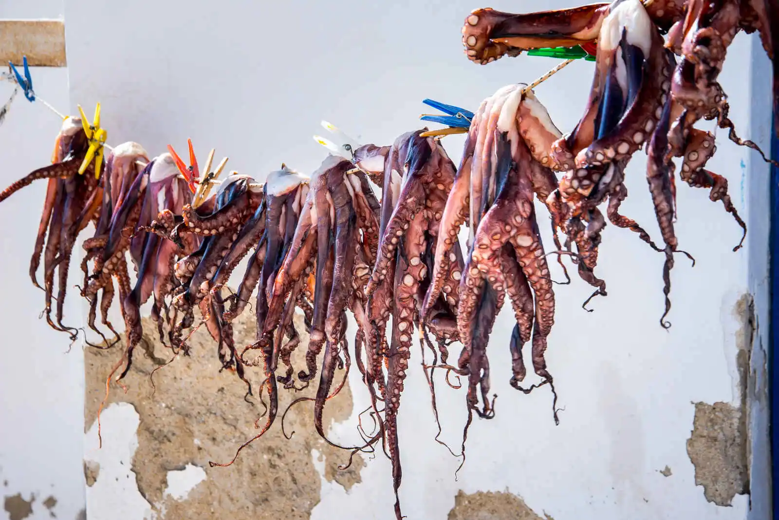 Tentacules de pieuvre à sécher, Kalafati (plage), Mykonos