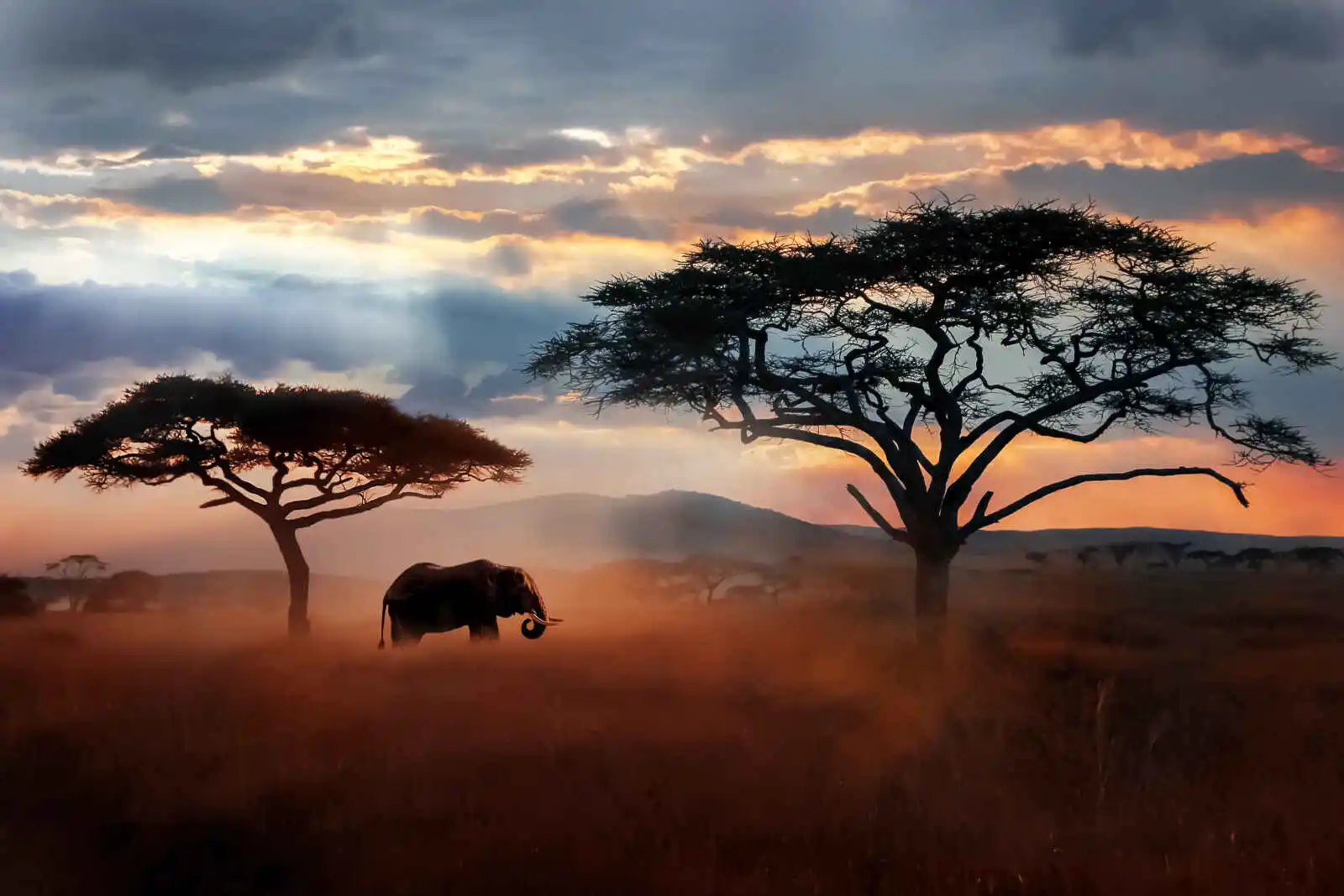 Eléphants, parc national du Serengeti, Tanzanie