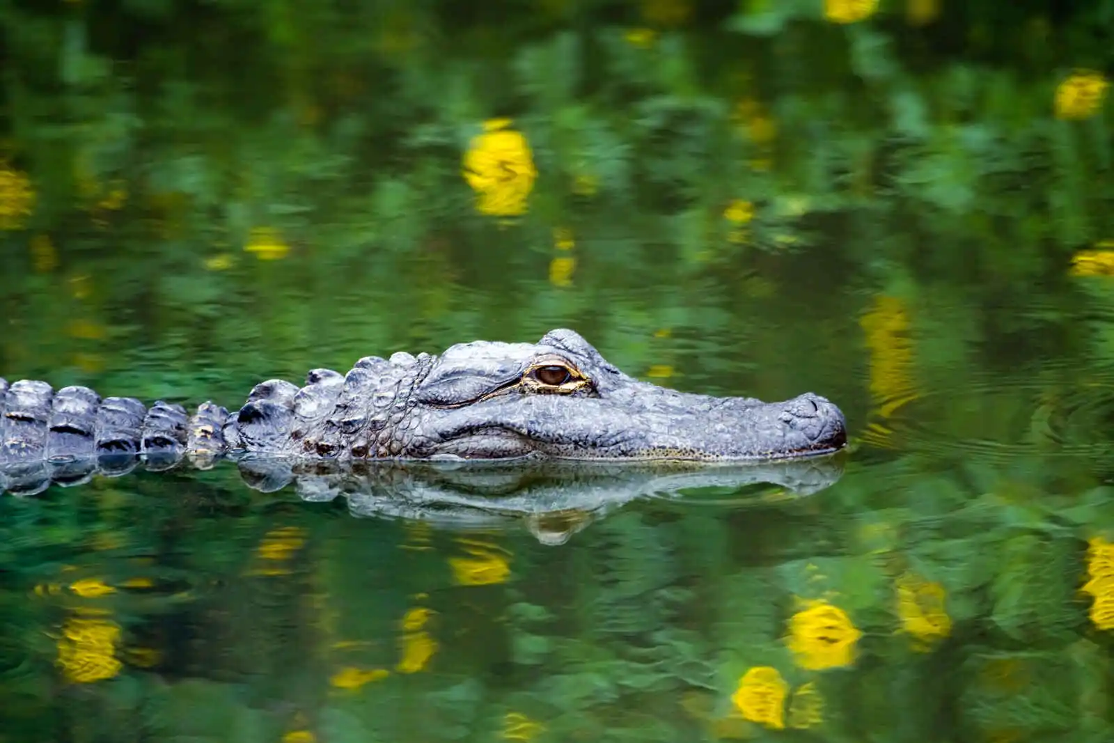 Découverte de la Floride