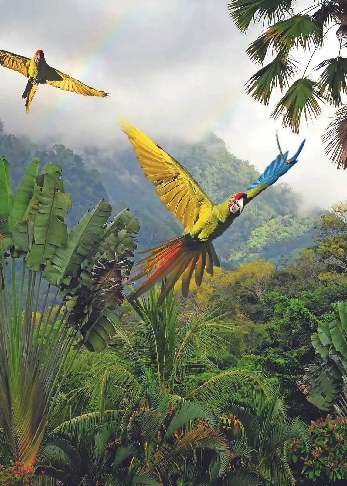 Grands aras verts, Costa Rica