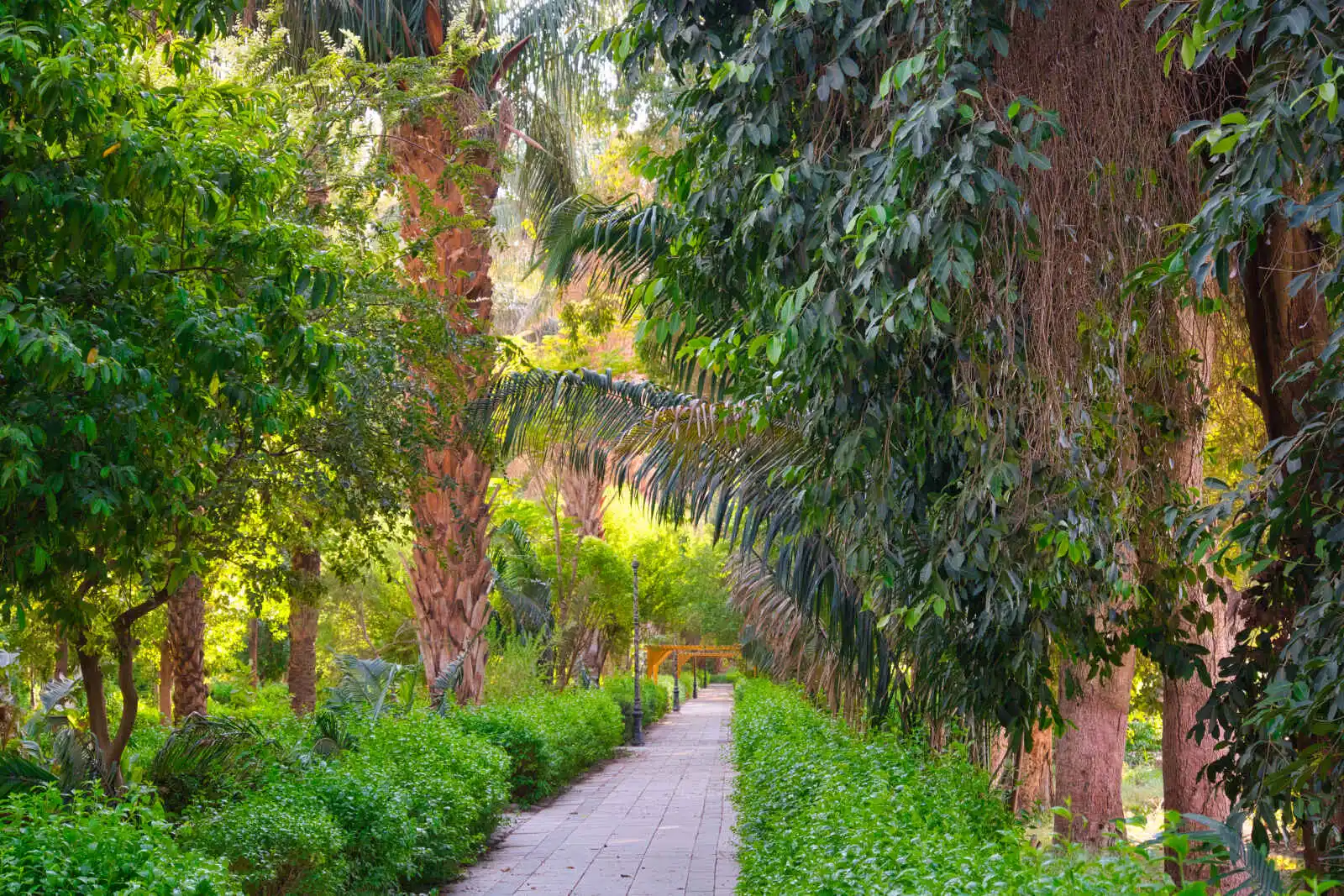 Jardin botanique de l'île Kitchener, Assouan