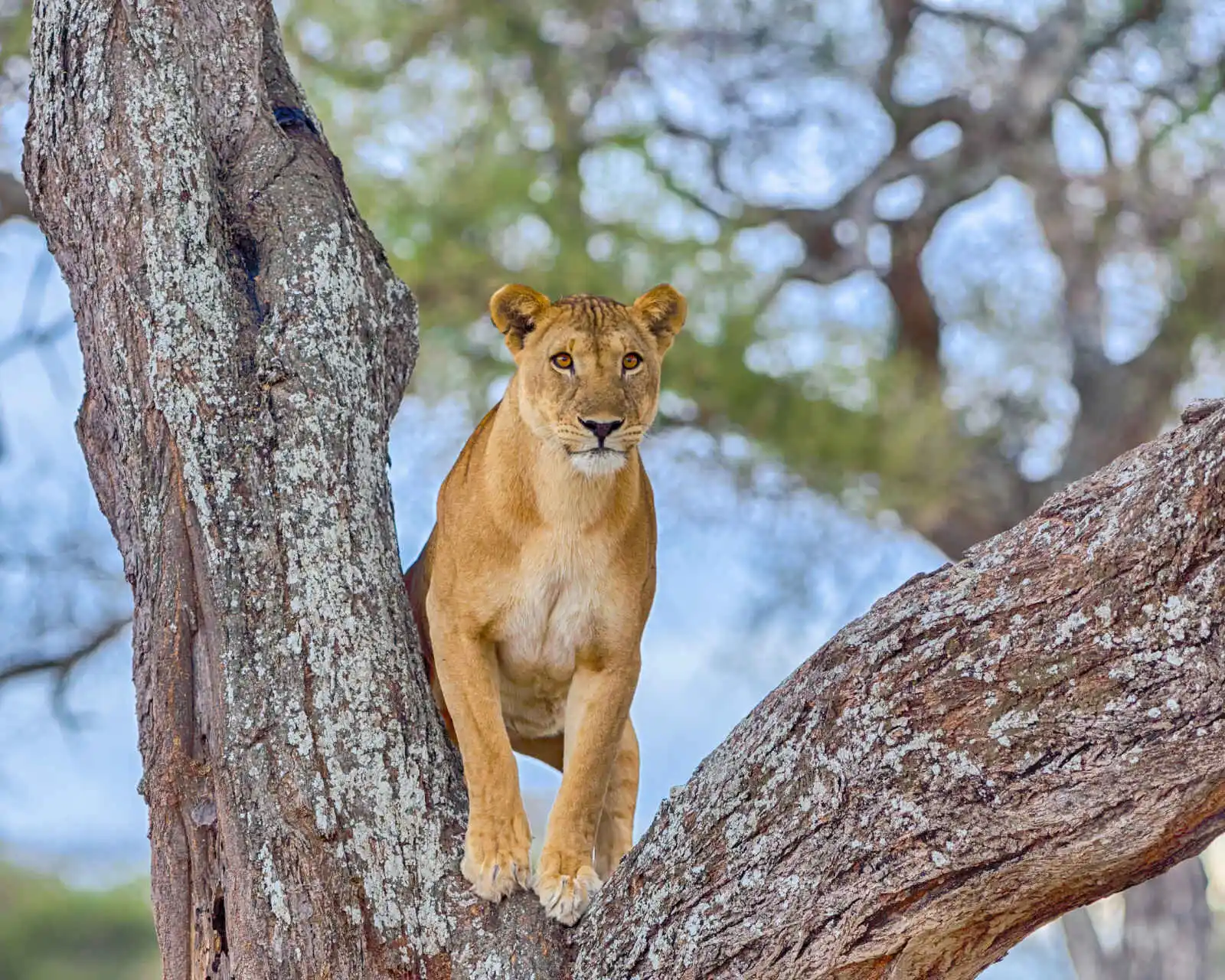 Lionne dans un arbre, Parc national de Tarangire, Manyara, Tanzanie
