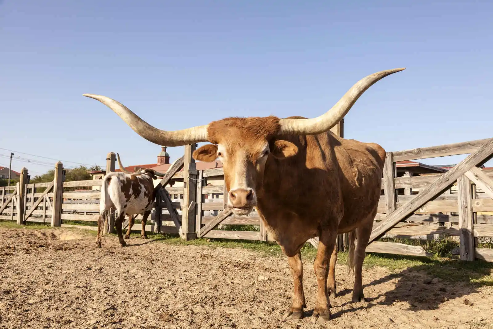 Vaches Texas Longhorn à Fort Worth Stockyards, Fort Worth, Texas, Etats-Unis