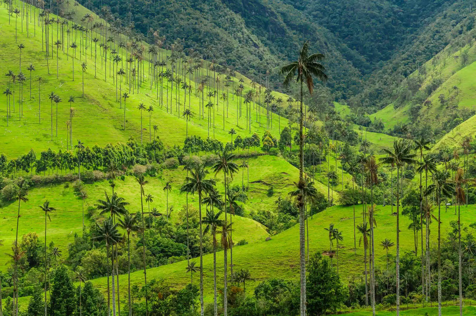 Concentré colombien 4 *