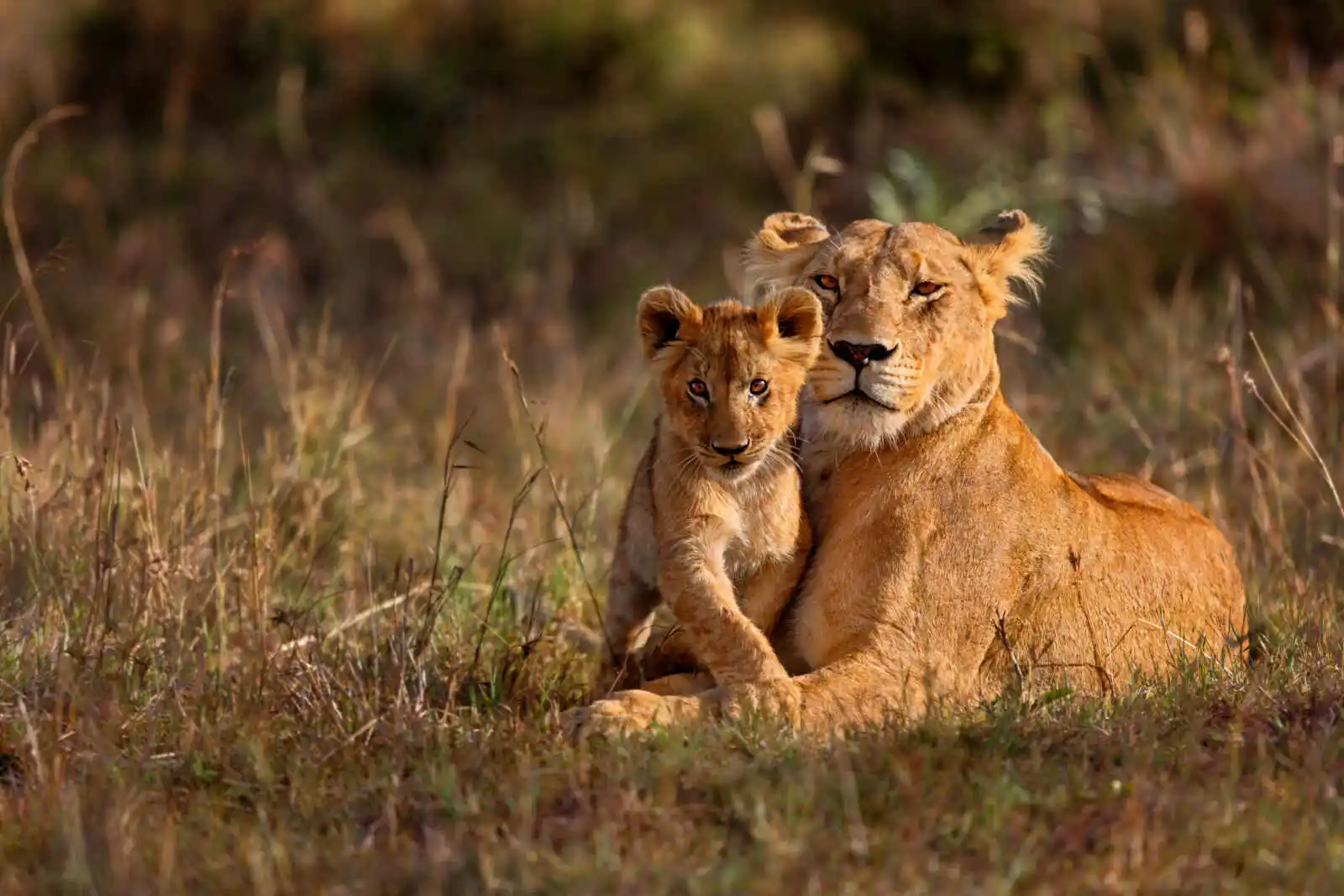Lionne et son lionceau, parc national du Masai Mara, Kenya