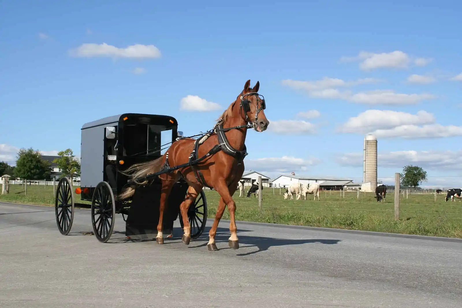 Buggy Amish, Pennsylvanie