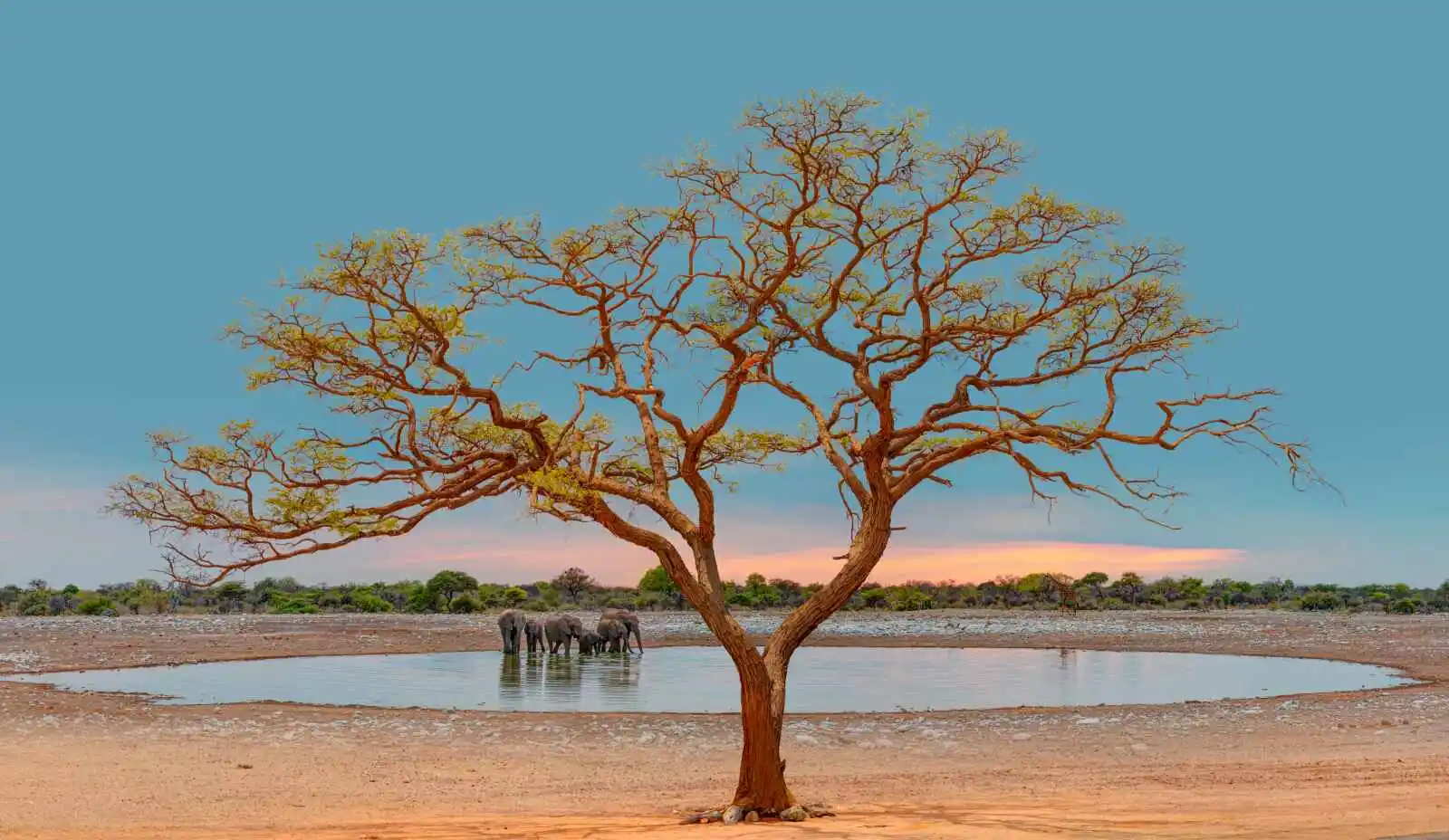 Acacia et éléphants, parc national d'Etosha