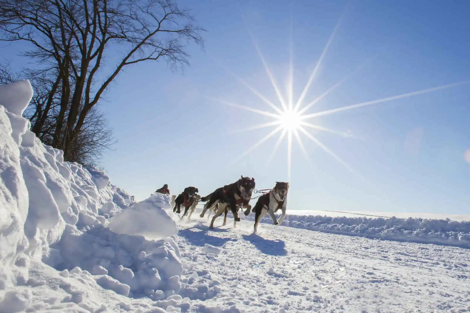 Traîneau à chiens, Québec
