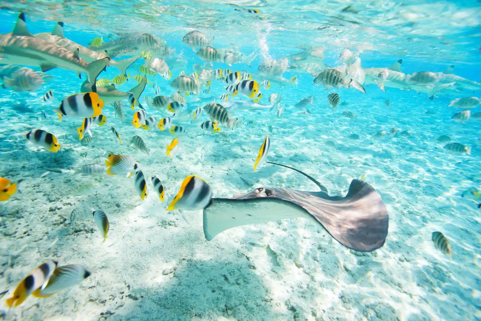 Raie, requins et poissons multicolores, Bora Bora, archipel de la Société, Polynésie Française
