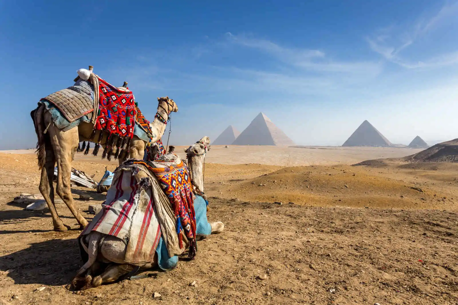 Chameaux devant les pyramides de Gizeh, Egypte