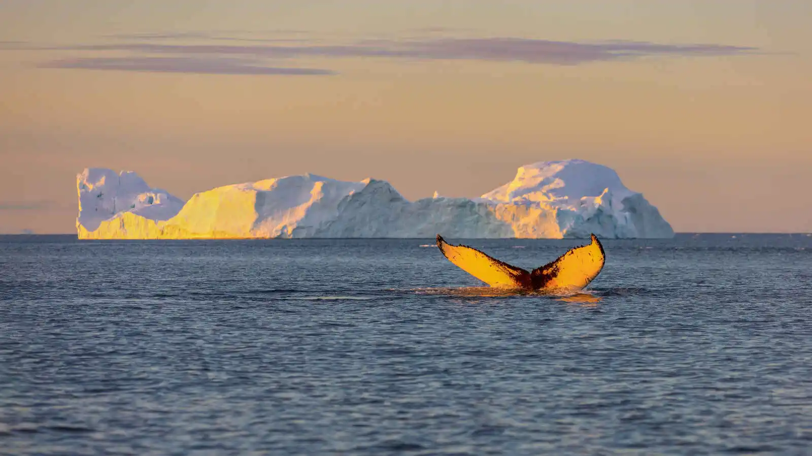 Baleine et Iceberg, Groenland
