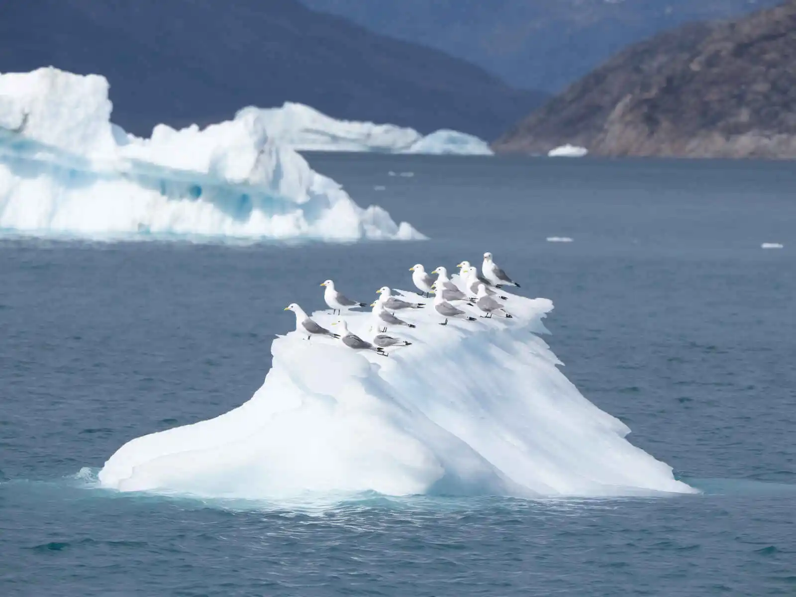 Mouettes tridactyles à pattes noires, iceberg, Groenland, Danemark