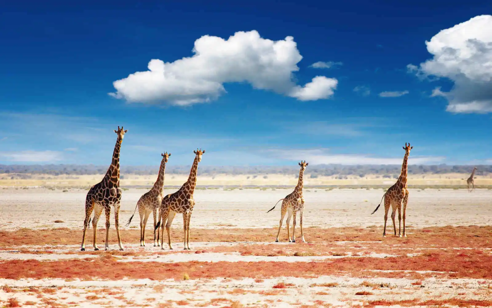 Troupeau de girafes, parc national d'Etosha