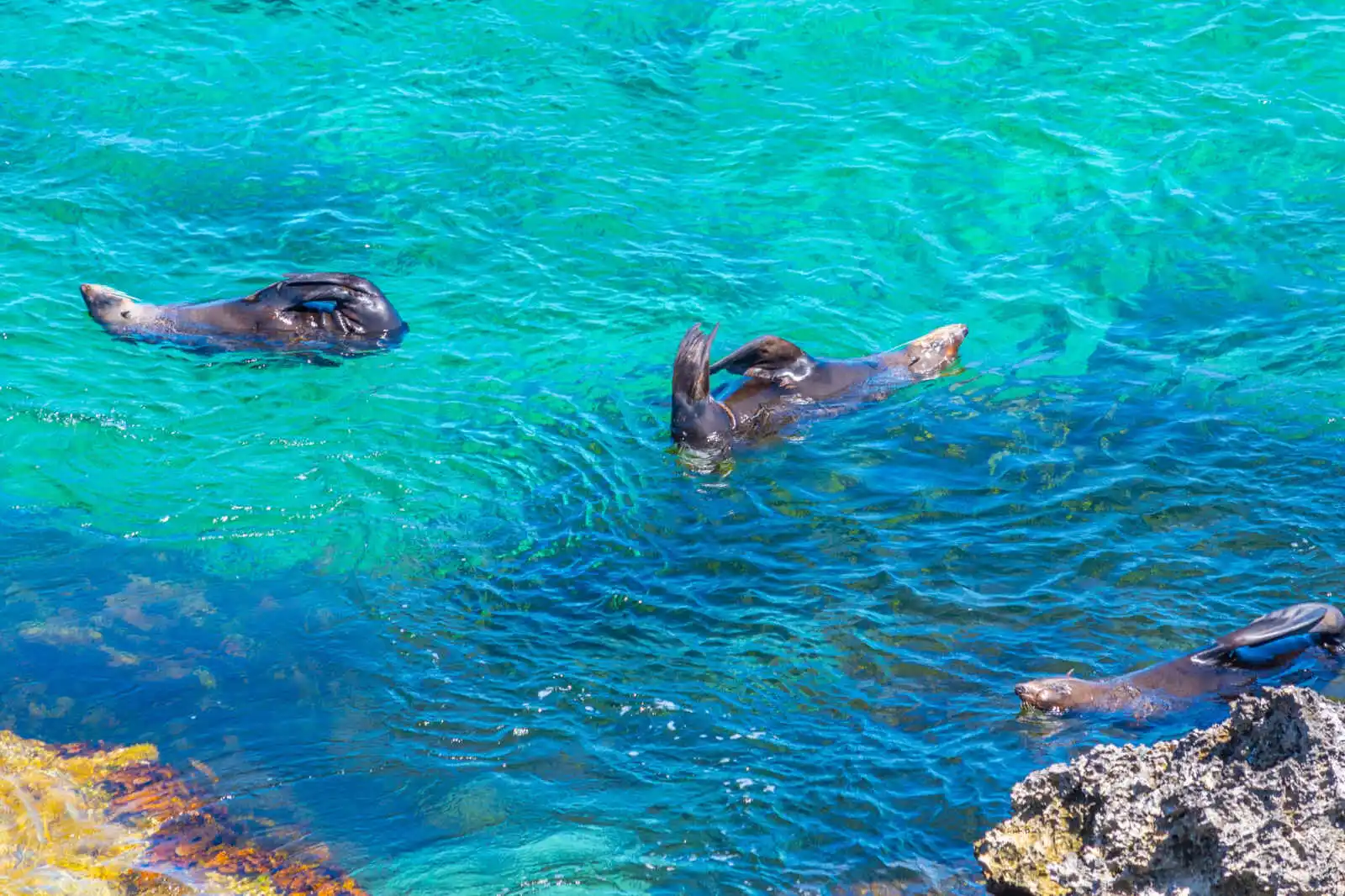 Lions de mer, Île Rottnest, Australie