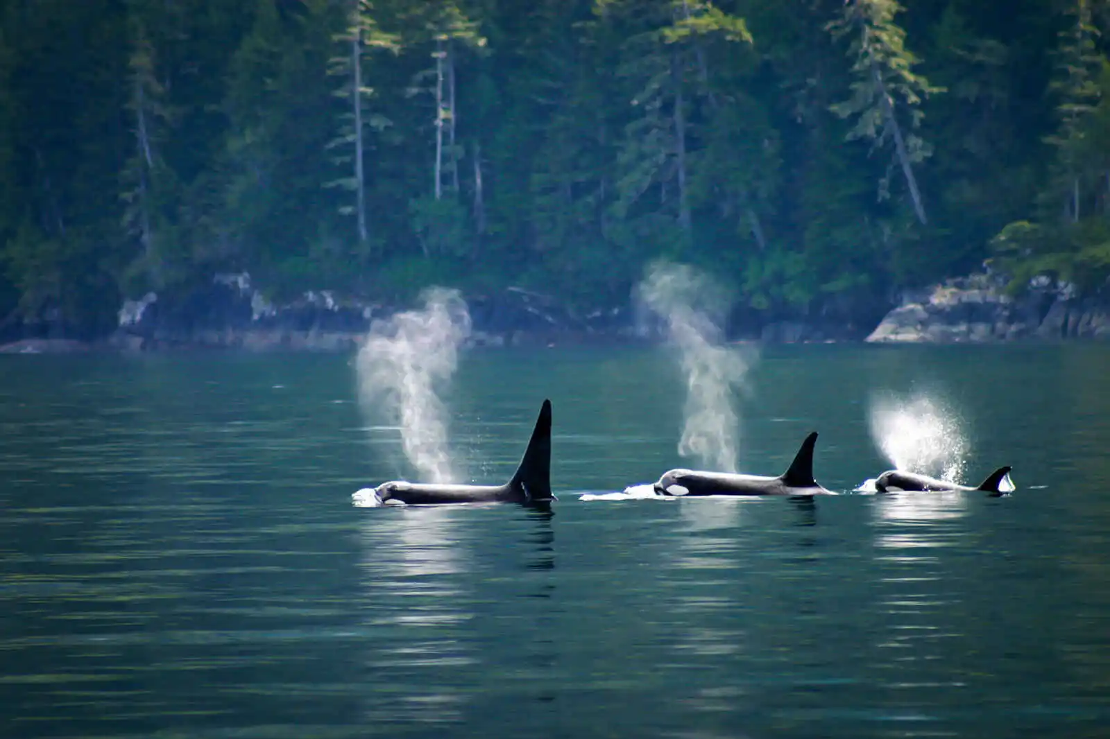 Orques, Vancouver Island, British Columbia, Canada