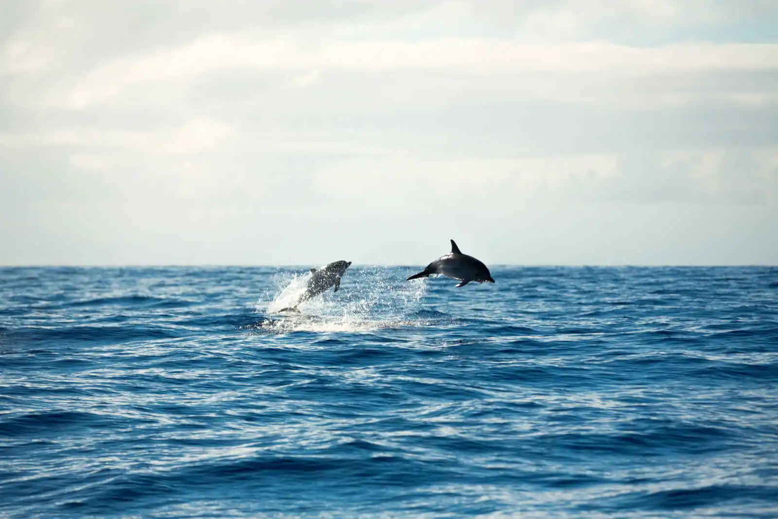 Dauphins, Océan Atlantique, Madère, Portugal