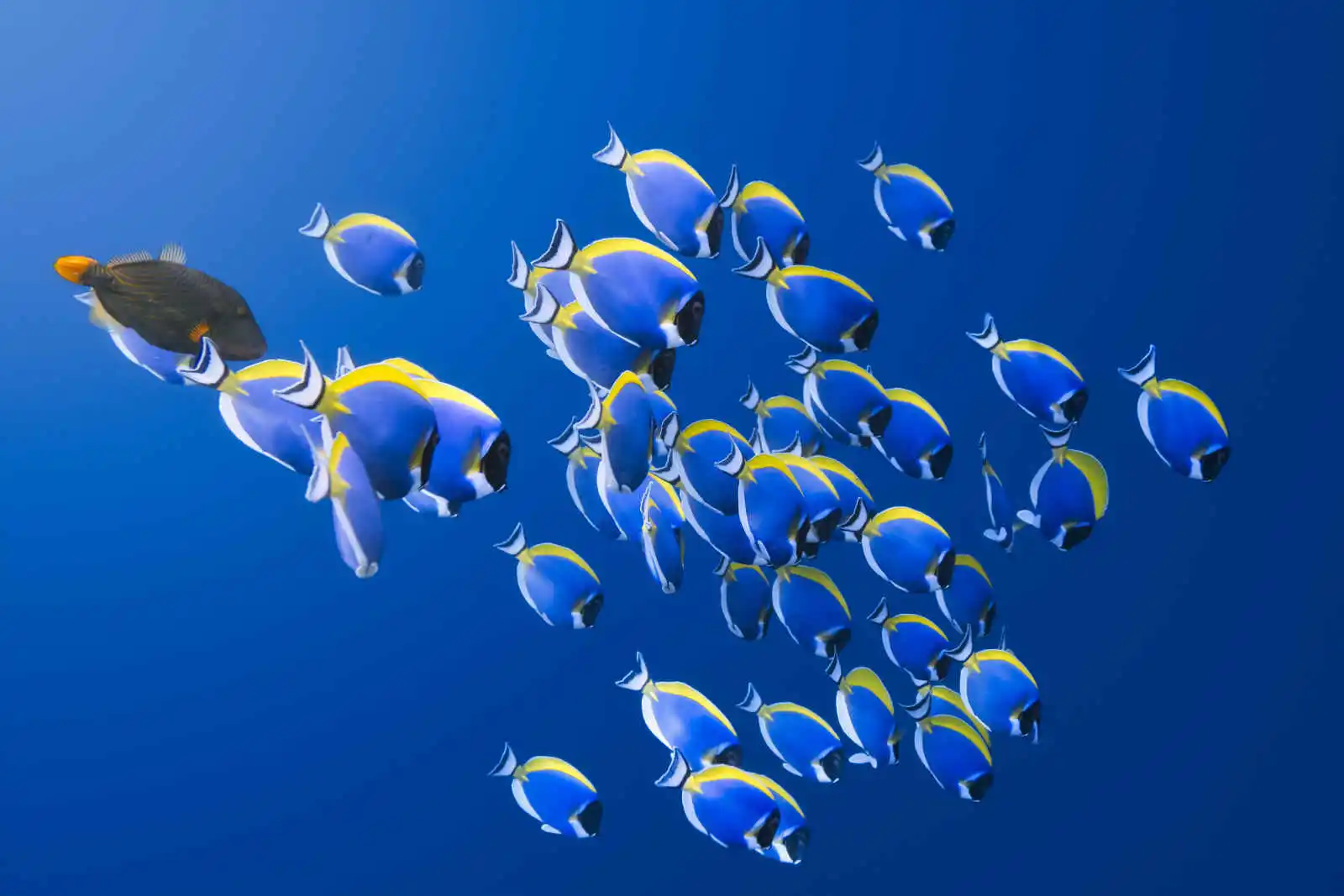 Poissons chirurgiens dans les eaux des Maldives, Shoal