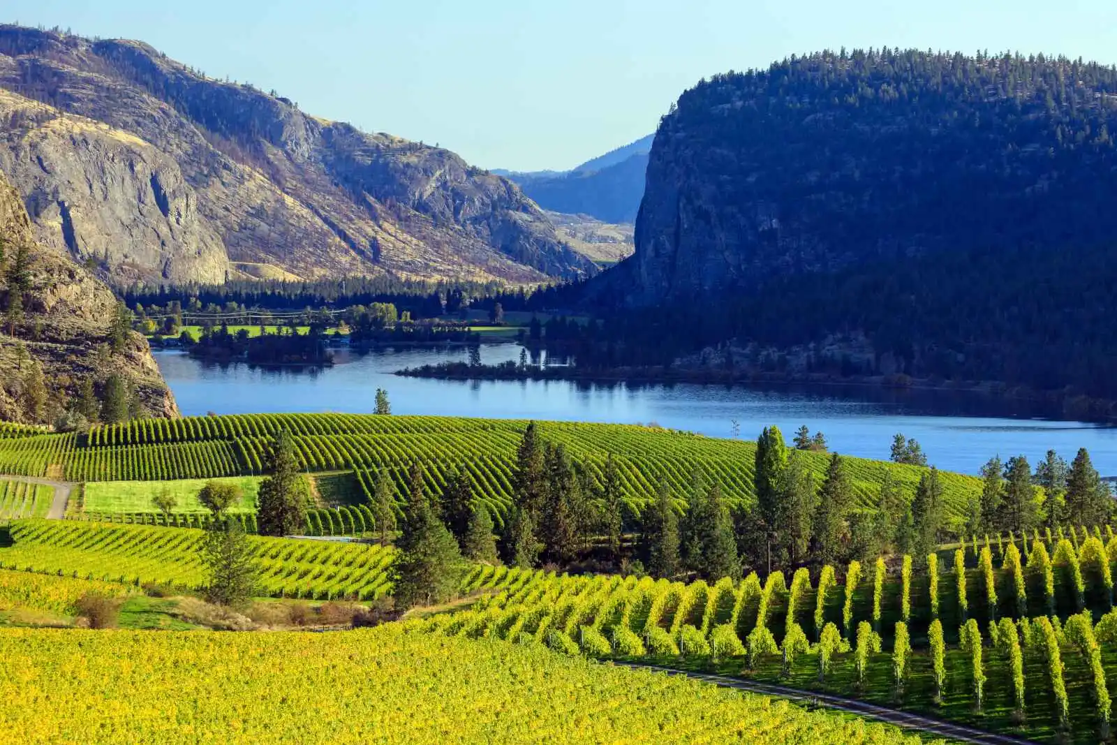 Vignobles dans la vallée d' Okanagan