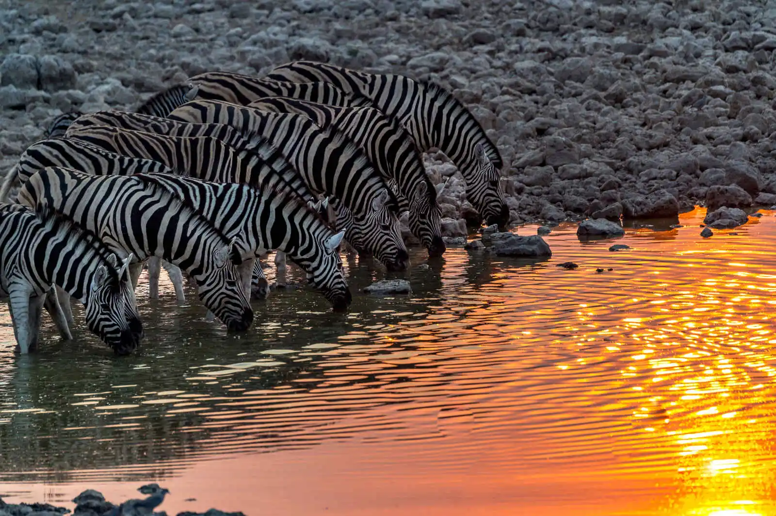 Zèbres buvant au coucher du soleil, parc national d'Etosha