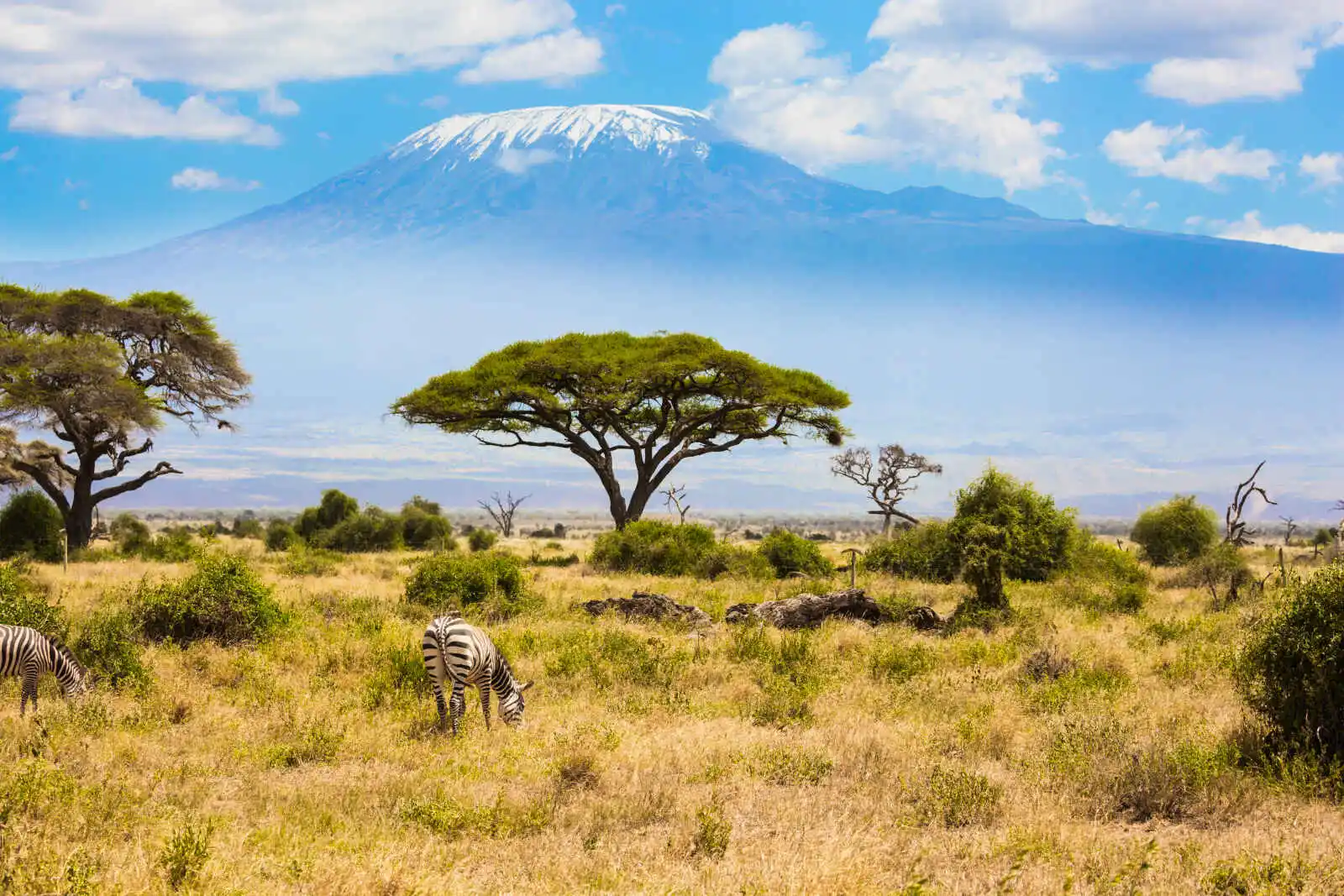 Zèbres broutant devant le Kilimandjaro, Parc national d'Amboseli, Kenya