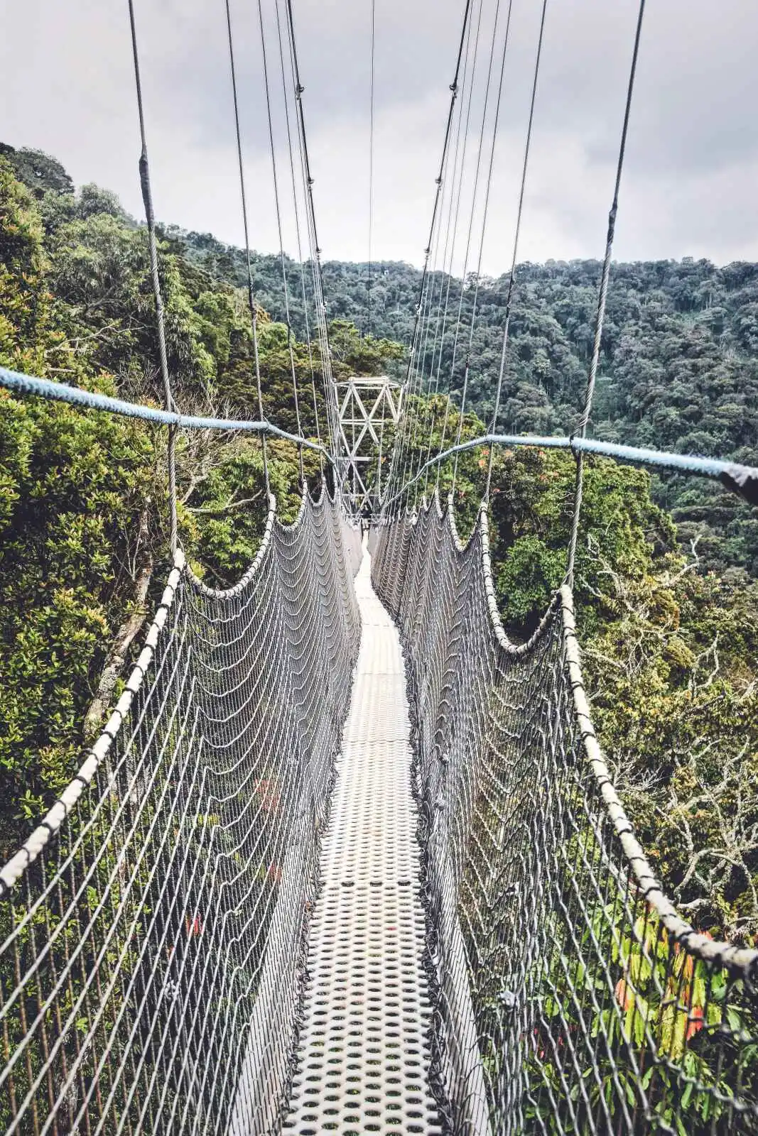 Pont canopy, parc national de Nyangwe