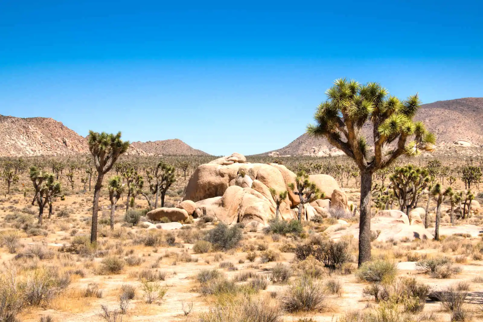 Desert de Mojave, États-Unis