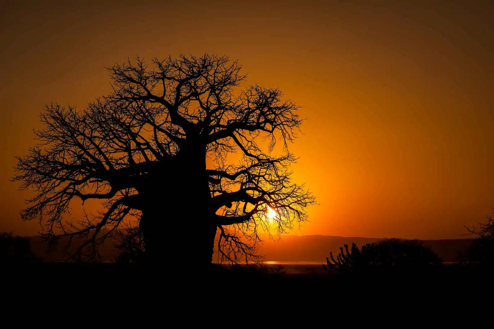Coucher de soleil derrière un baobab, Lac Eyasi, Tanzanie