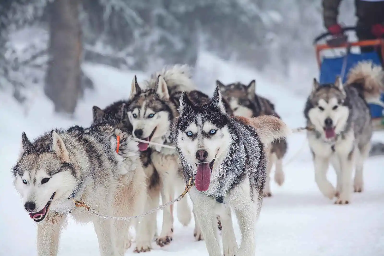 Arctic City Hotel ENTRE-FETES 4 *
