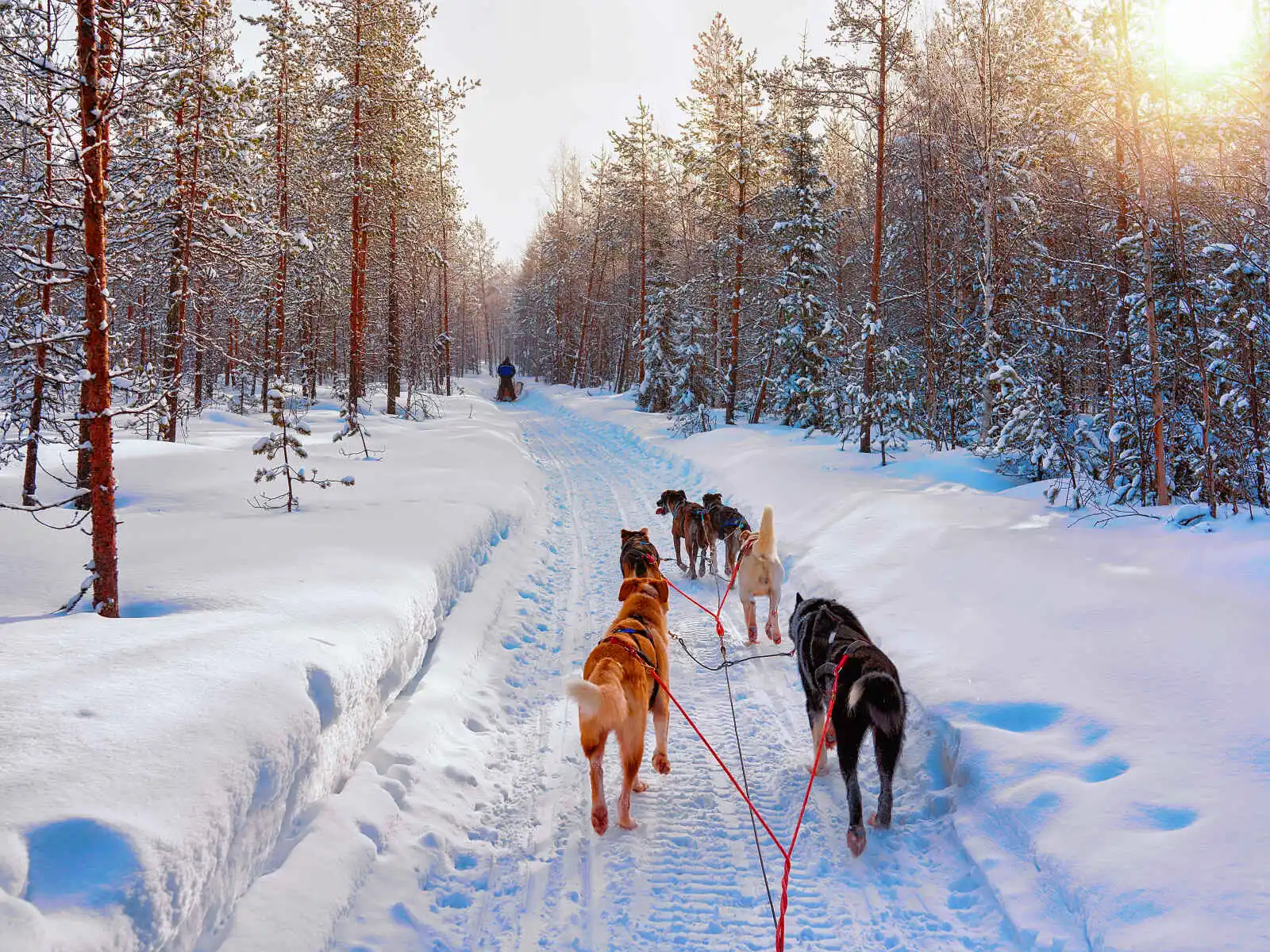 Hôtel Vaattunki Wilderness Resort NOEL - 4* - 14