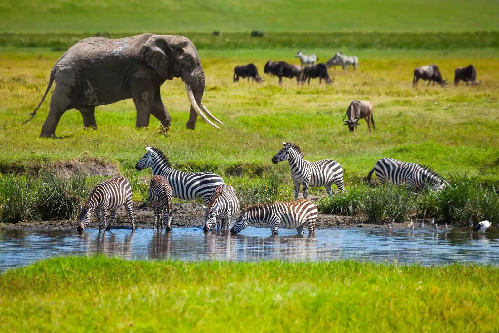Tanzanie grandeur nature