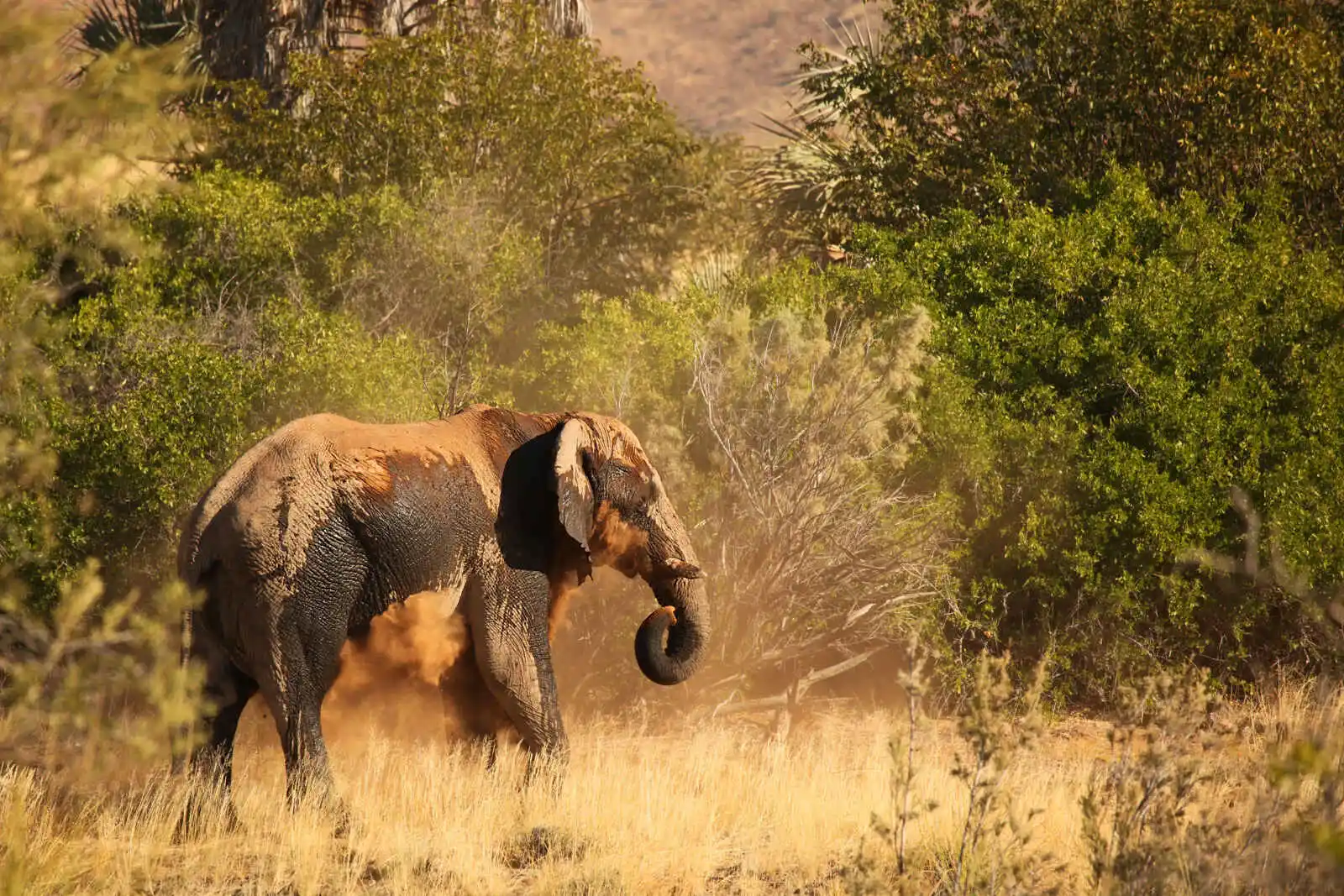 Eléphant d'Afrique, région de Palmwag