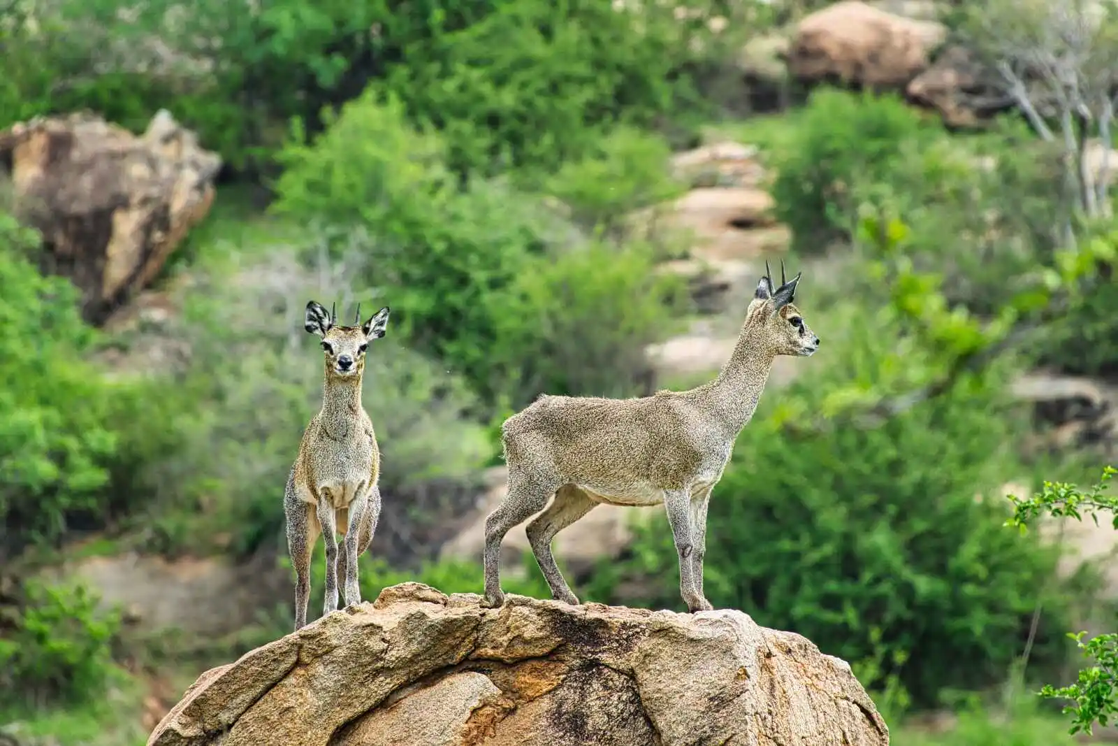 Antilopes, Parc national d'Amboseli, Kenya