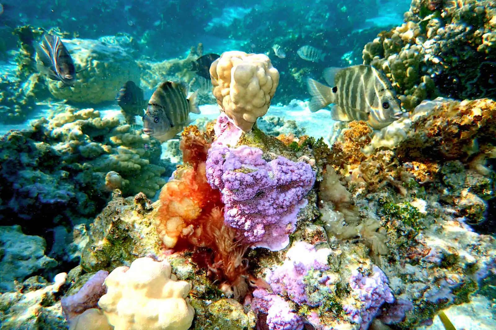 Poissons et coraux, jardin de corail du lagon de Taha'a, archipel de la Société