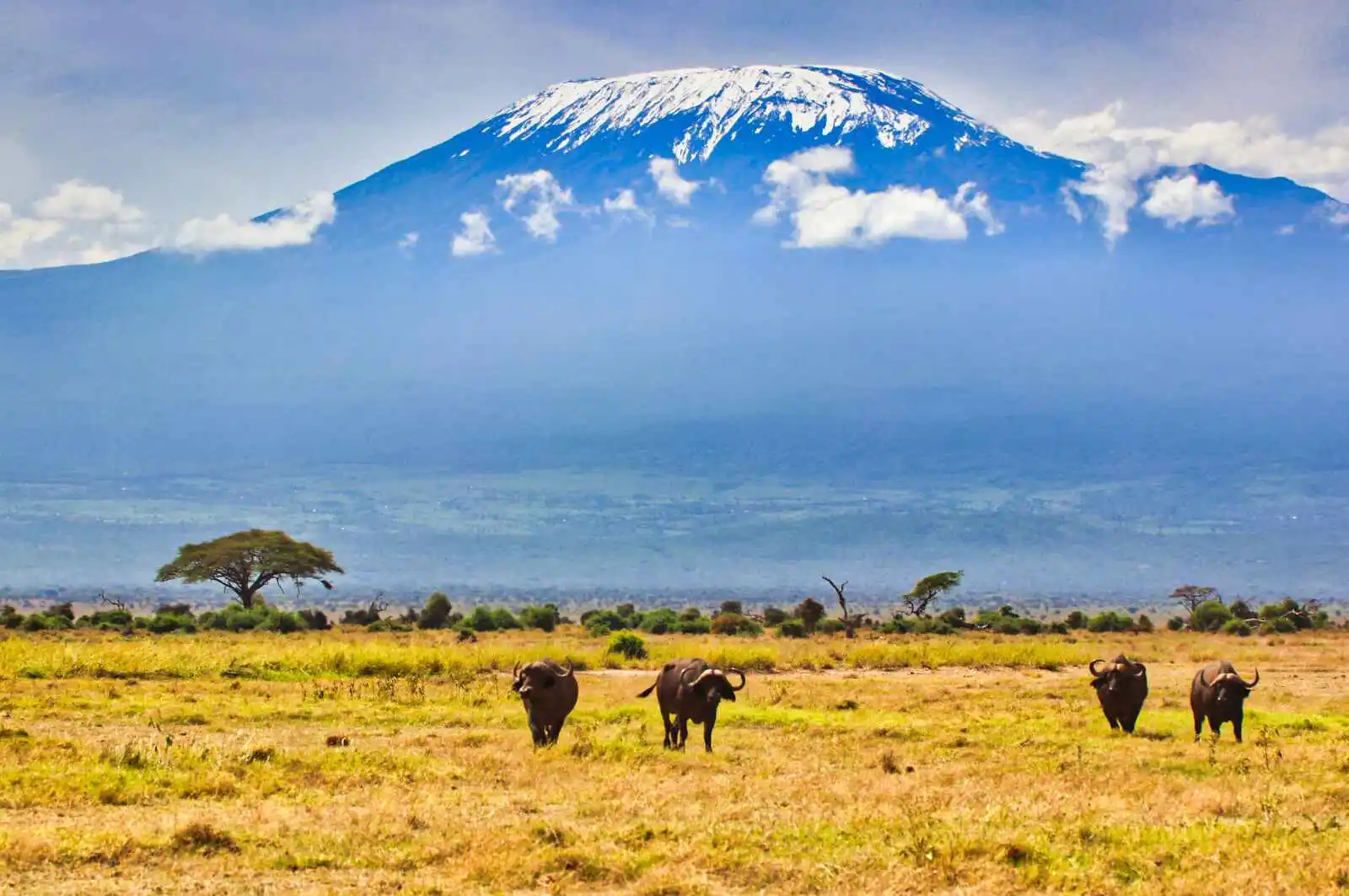 Buffles devant le Kilimandjaro, Parc national d'Amboseli, Kenya