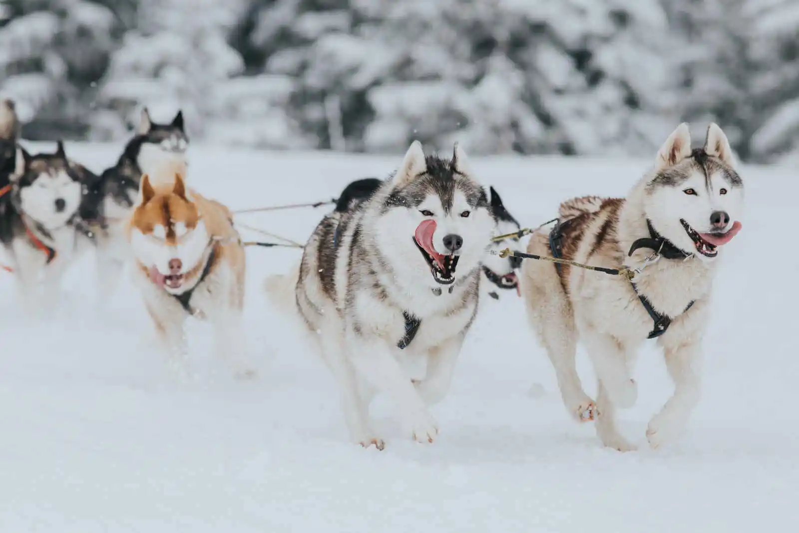 Évasion norvégienne - Thon Tromsø 3 *