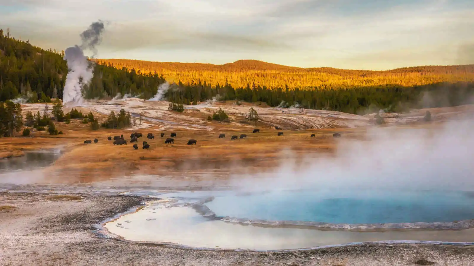 Geyser et bisons, Parc national de Yellowstone, États-Unis