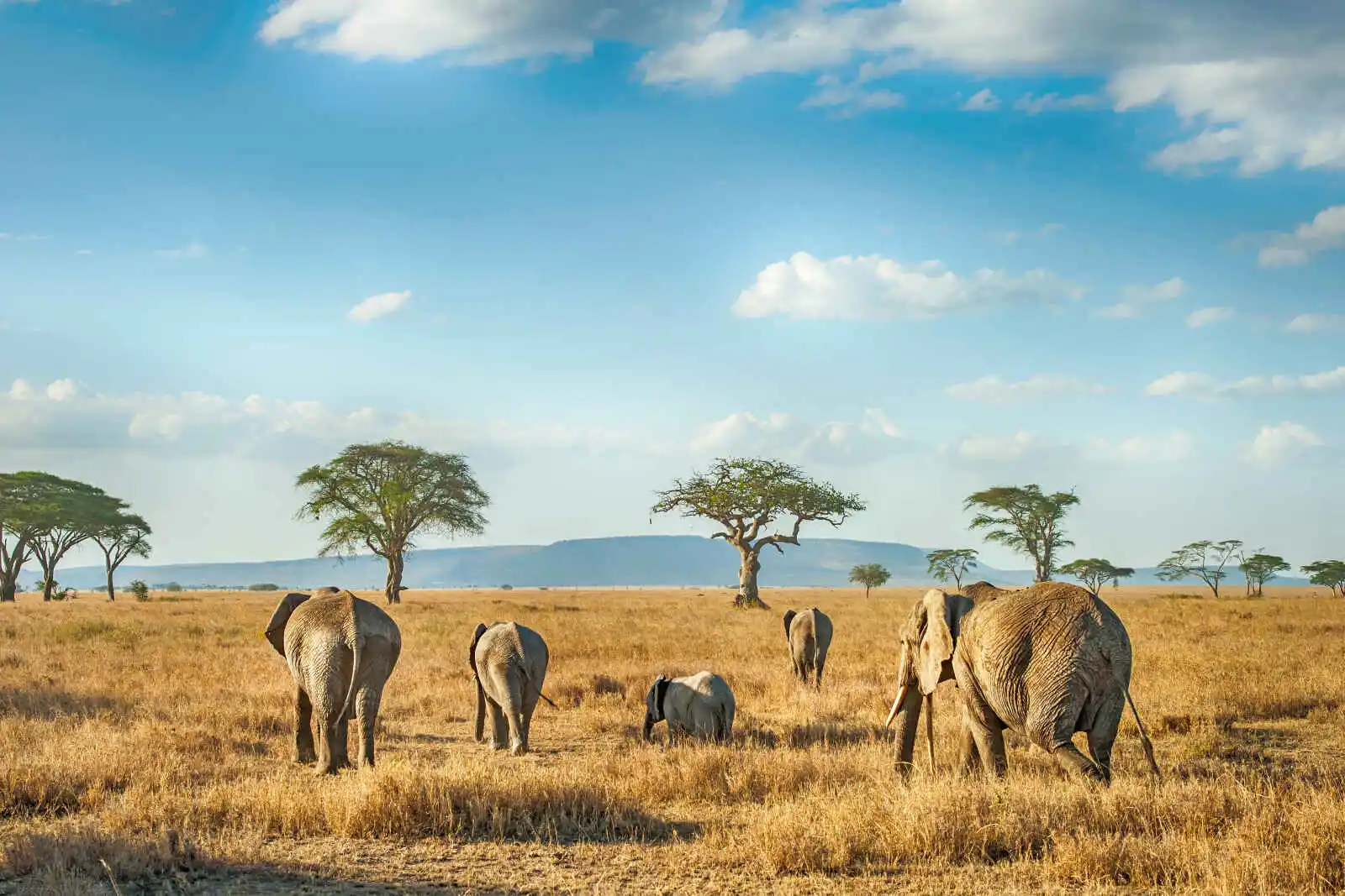 Groupe d'éléphants, Parc national du Serengeti, Tanzanie