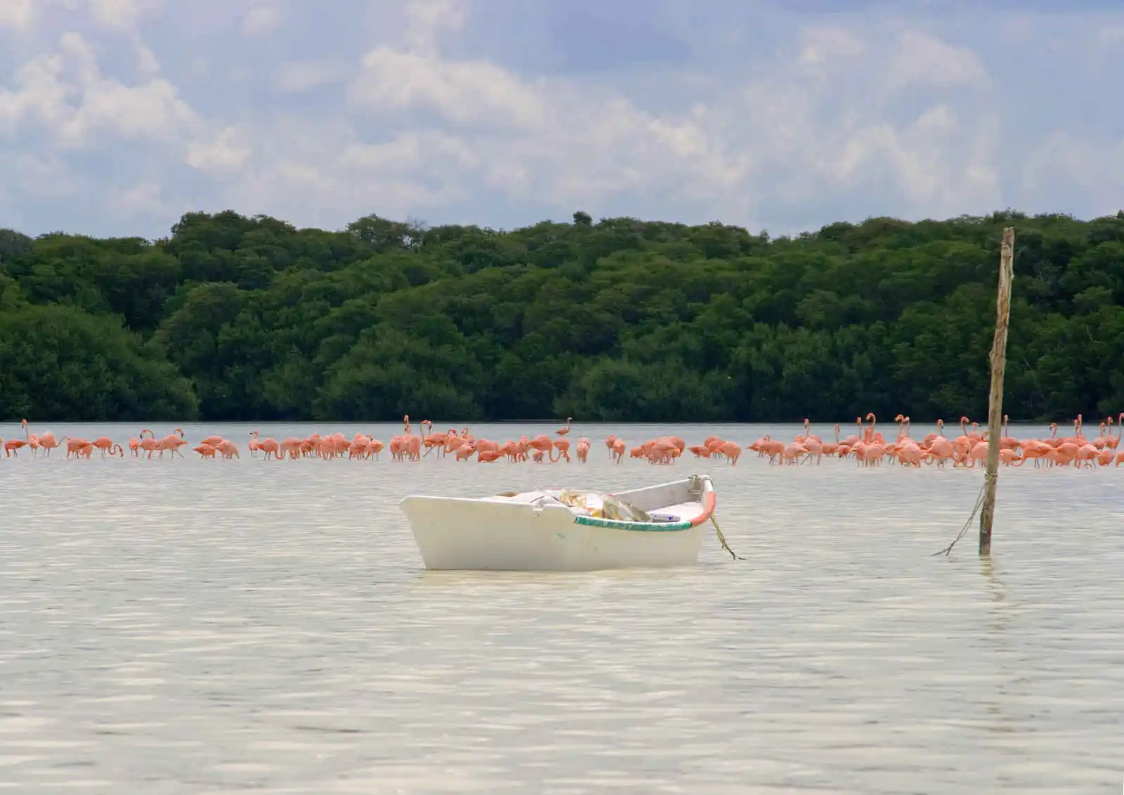 Flamants roses et barque, parc national de Celestun, Golfe du Mexique, Mexique