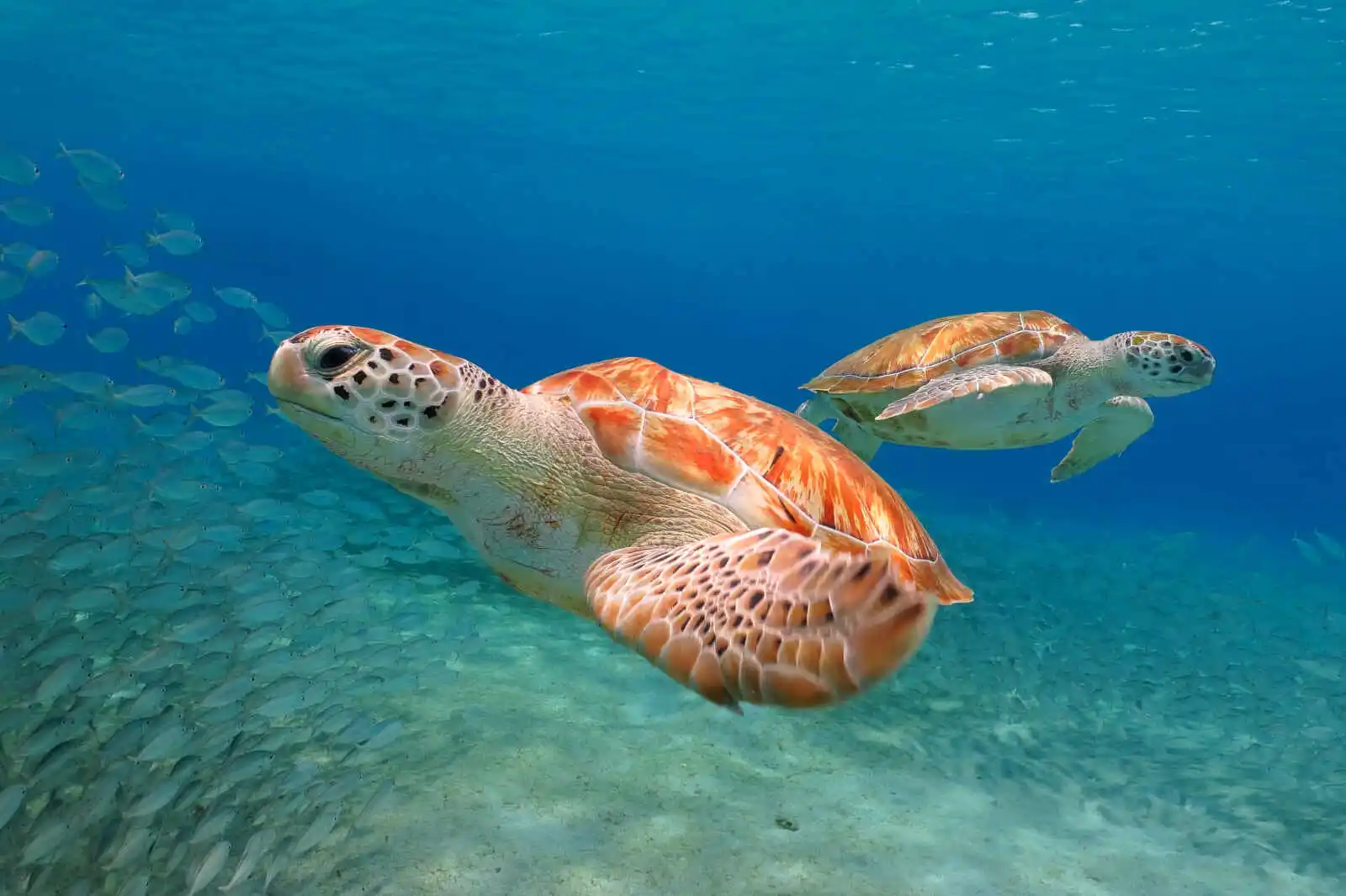 Tortues de mer, mer des Caraïbes