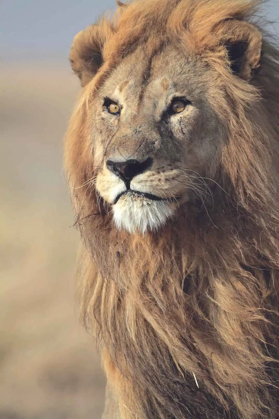 Lion, parc national du Serengeti, Tanzanie