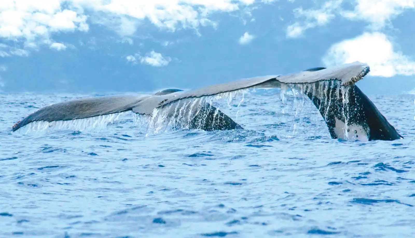 Baleines, Costa Rica