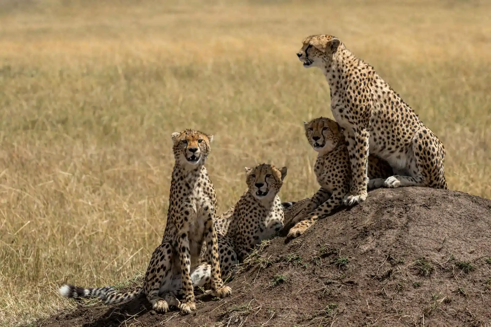 Kenya - Circuit Terre Safaris en privé