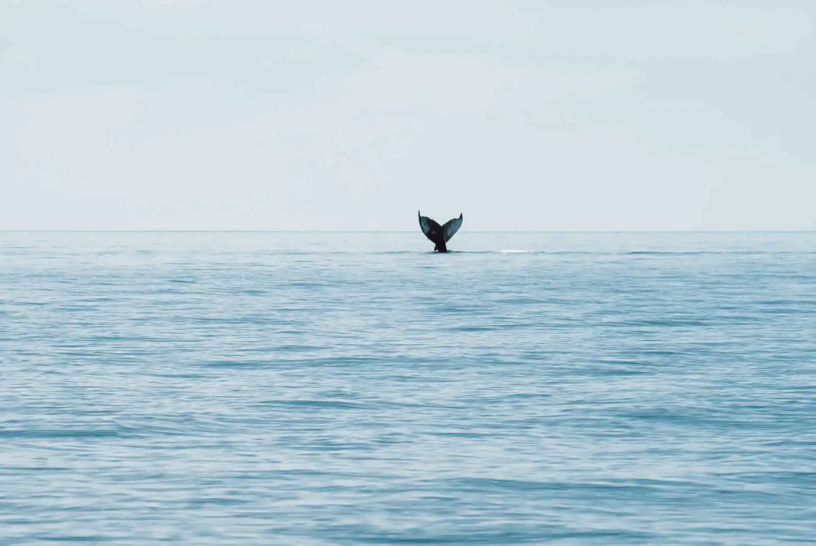 Baleine