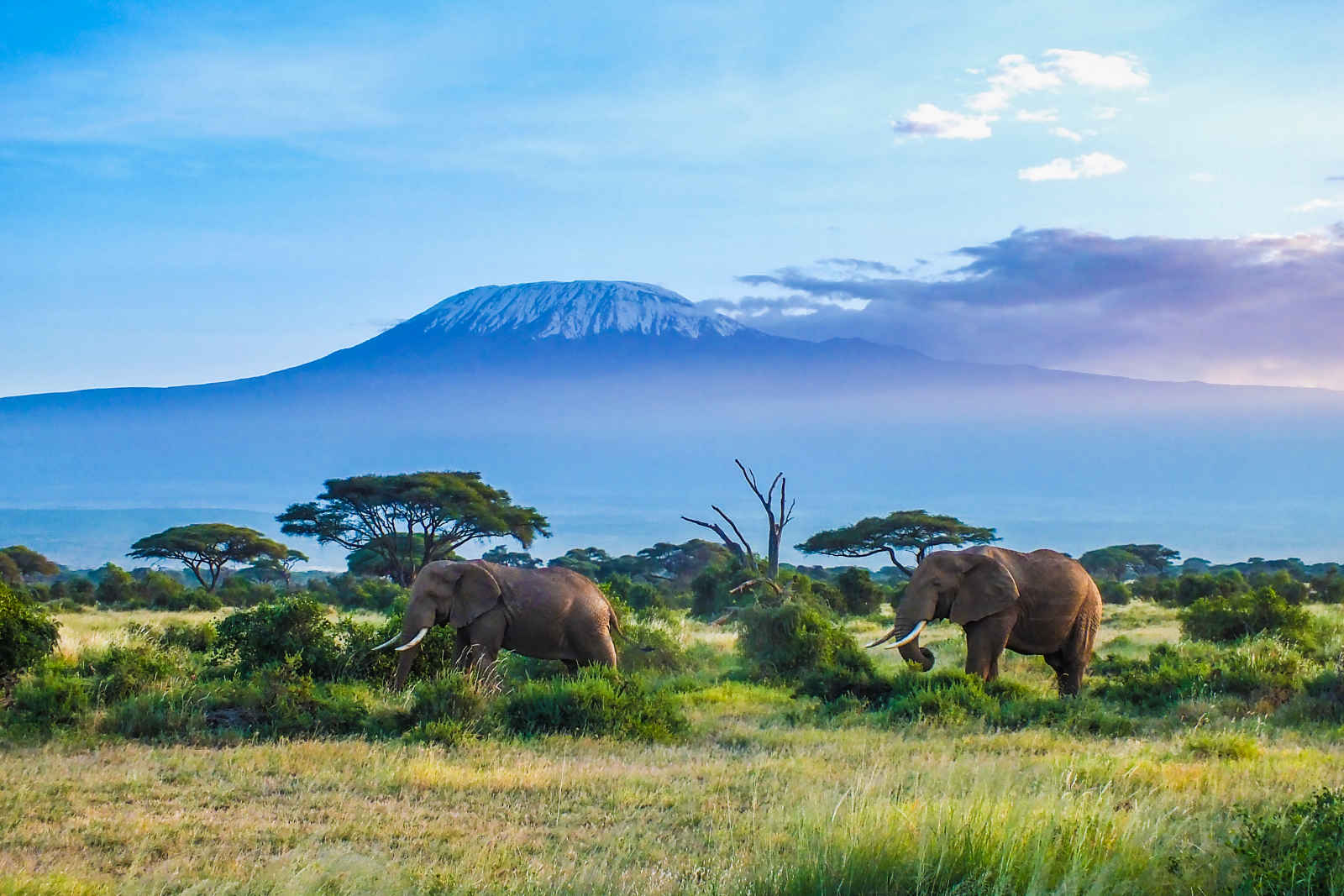 Éléphants dans le parc national d'Amboseli, Kilimandjaro en fond, Kenya