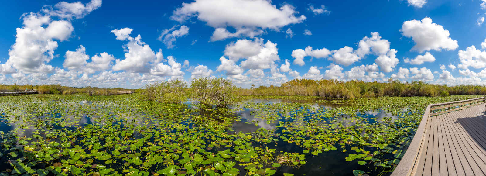 Parc national des Everglades, Floride, États-Unis