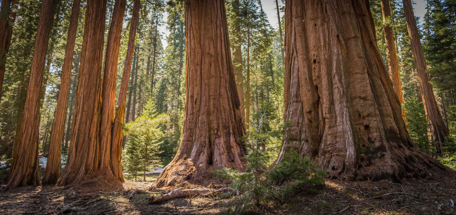 Parc national de Sequoias, États-Unis