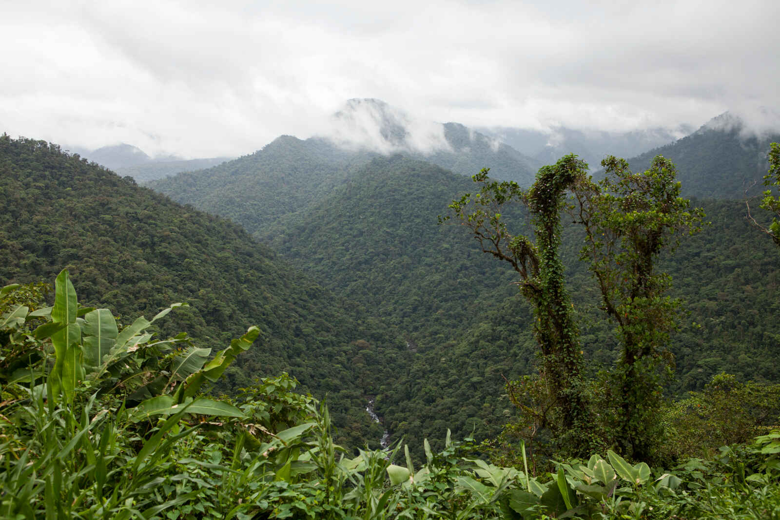 Parc national Braulio Carrillo, Costa Rica