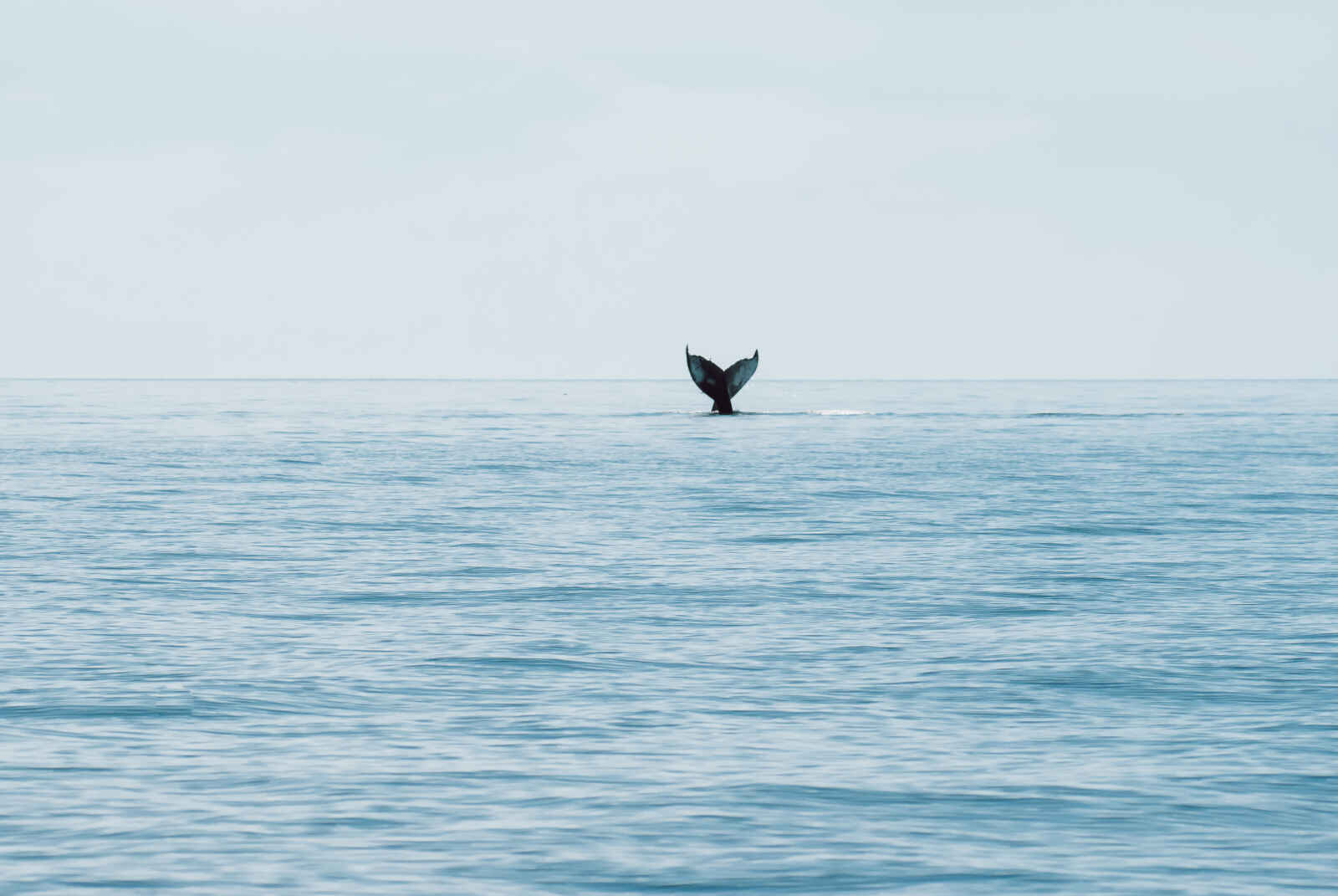 Baleine à Saint-Andrews, Canada