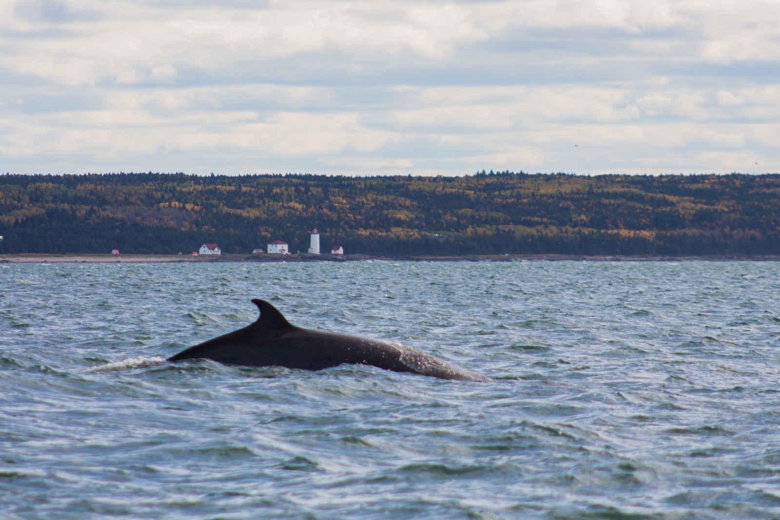 Baleine à Tadoussac, Québec, Canada