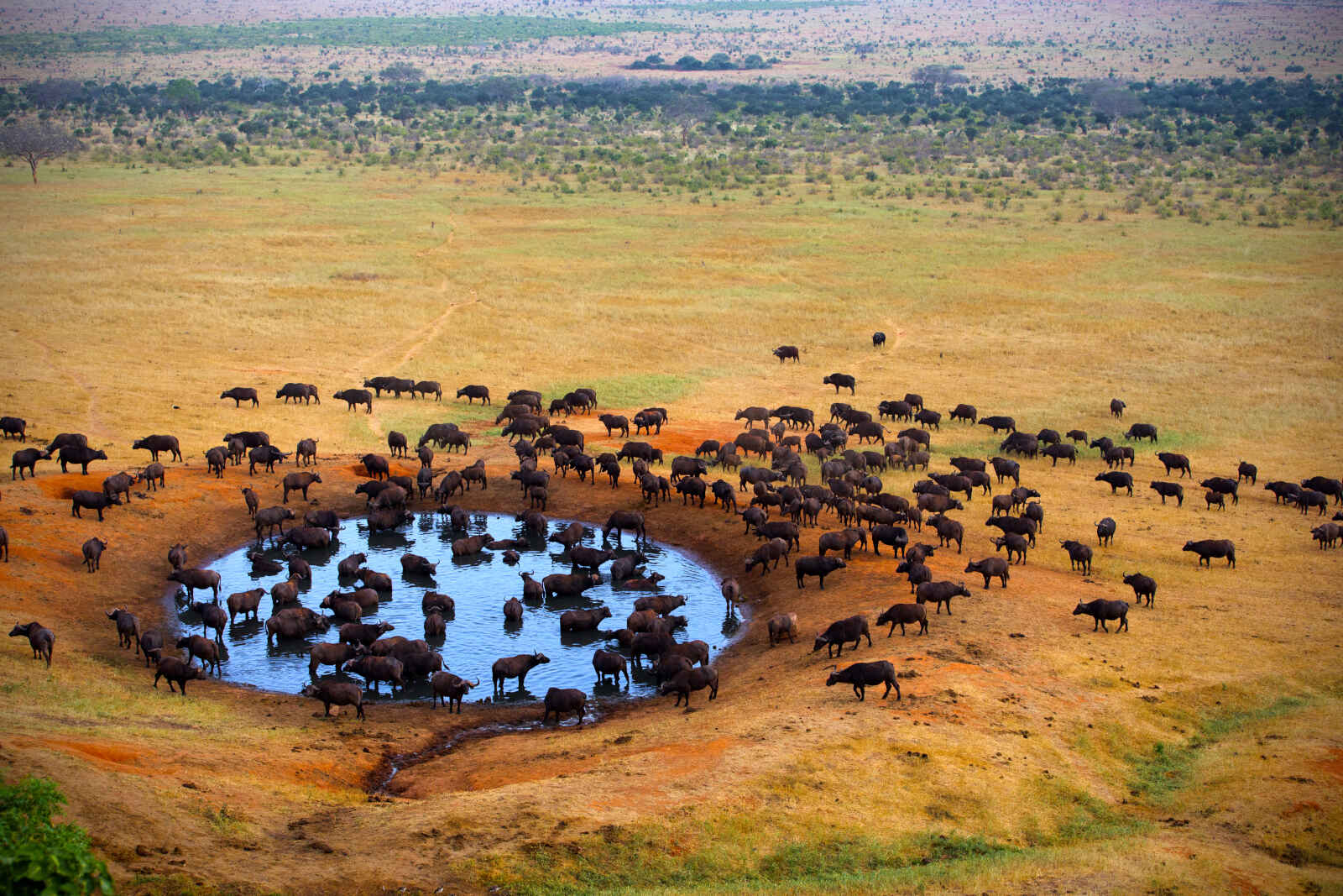 Buffles dans le parc Kruger, Afrique du Sud